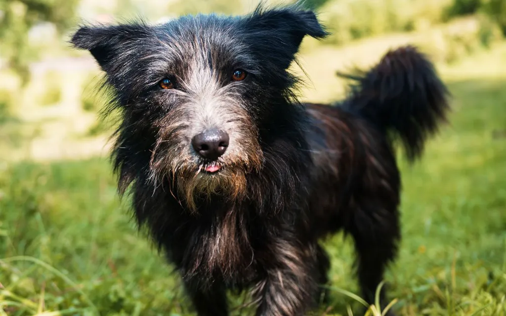 black dog playing at green grassy field