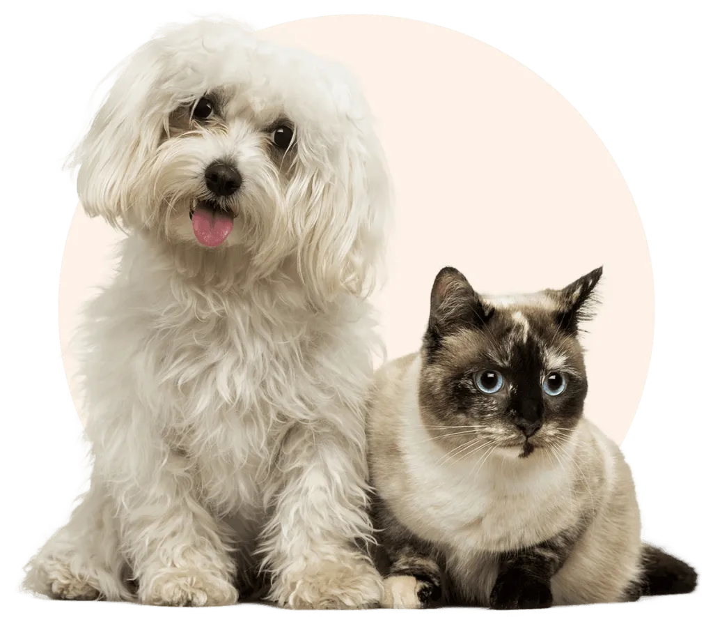 maltese dog and birman cat togheter