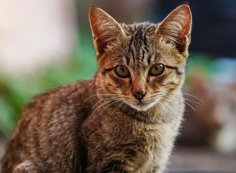 gray cat